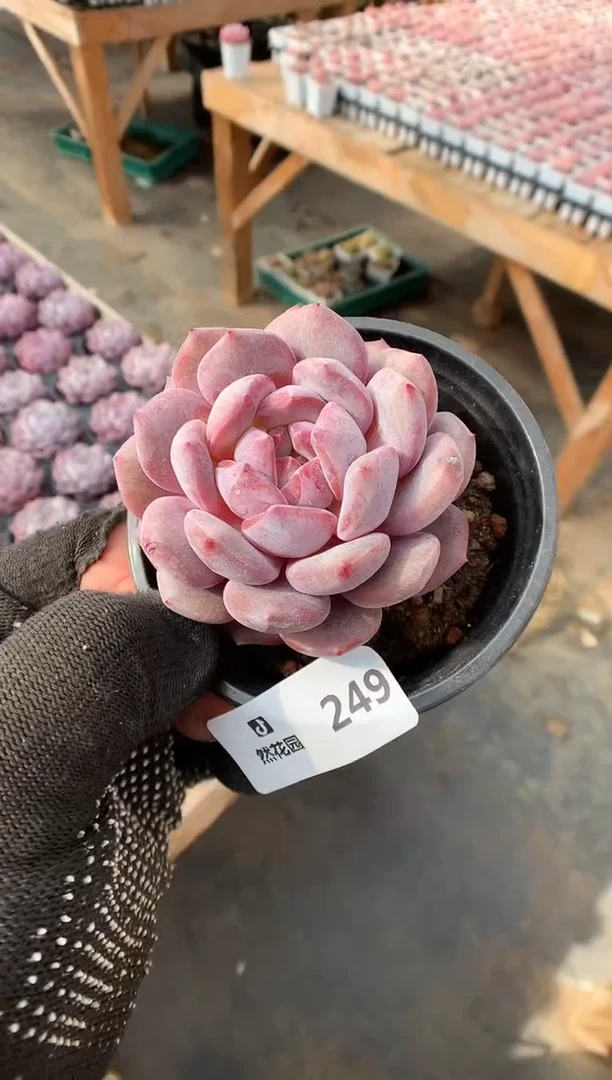 【闪购商品】249星影一物一拍