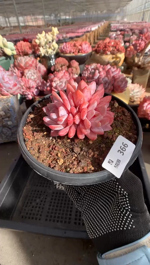 366雪天使一物一拍888