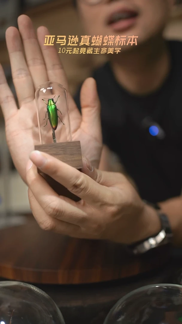 有机玻璃欢乐吉丁虫胡桃木试管款