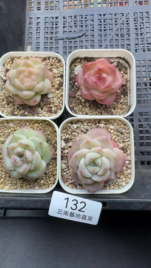 珍妮杂交多肉132