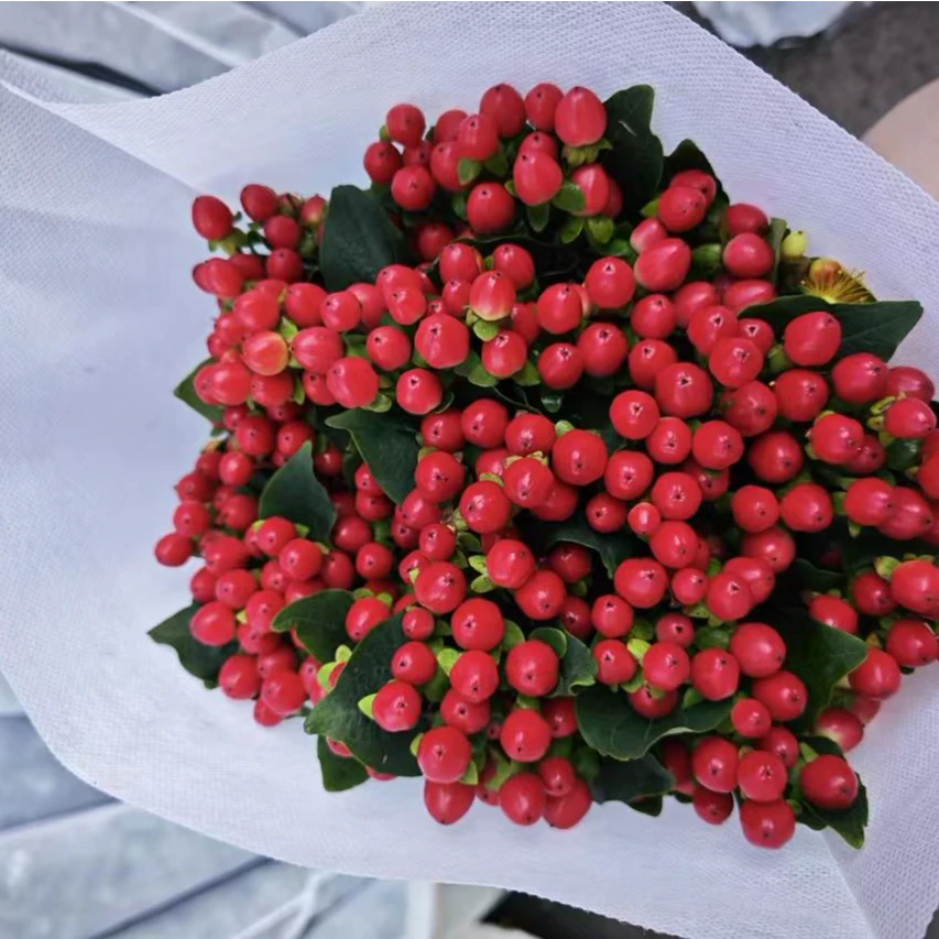 楷楷专属『红豆』家居养花鲜花批发直播 全场两单顺丰包邮次日达 养护教程联系客服