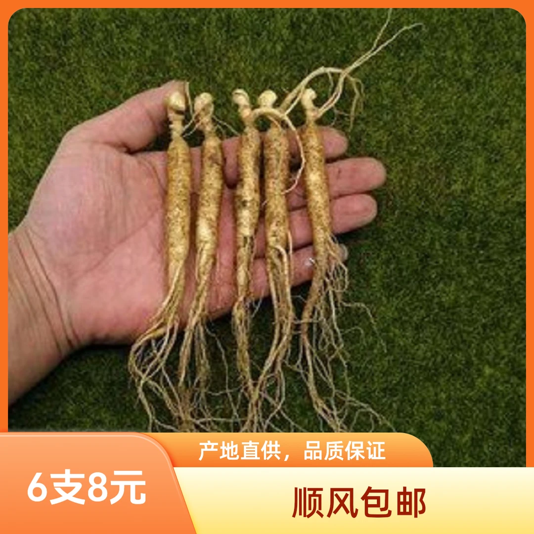 福利款(6支) 顺风包邮长白山鲜人参产地直发尝鲜款泡酒包汤自家