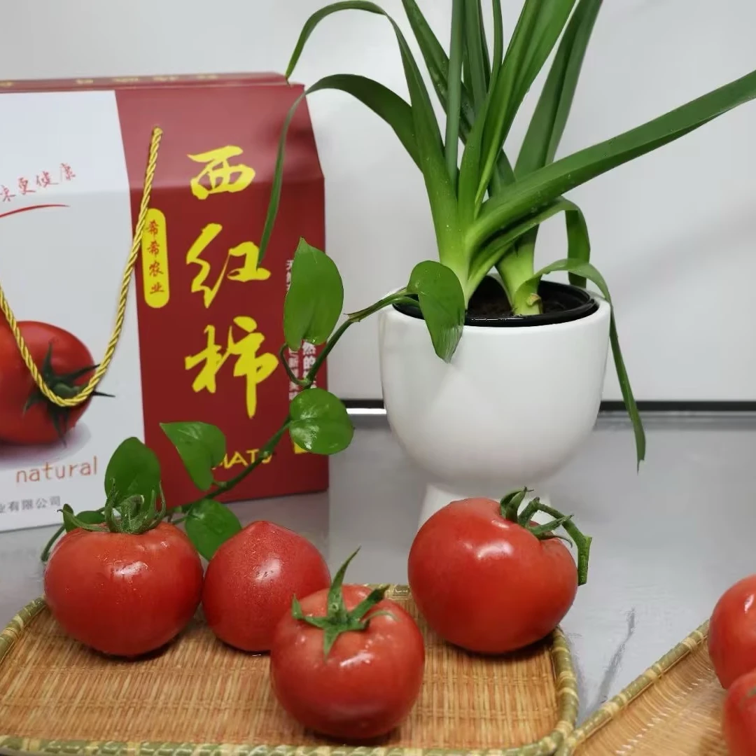 希希农业水果西红柿酸甜多汁沙瓤生态番茄新鲜采摘