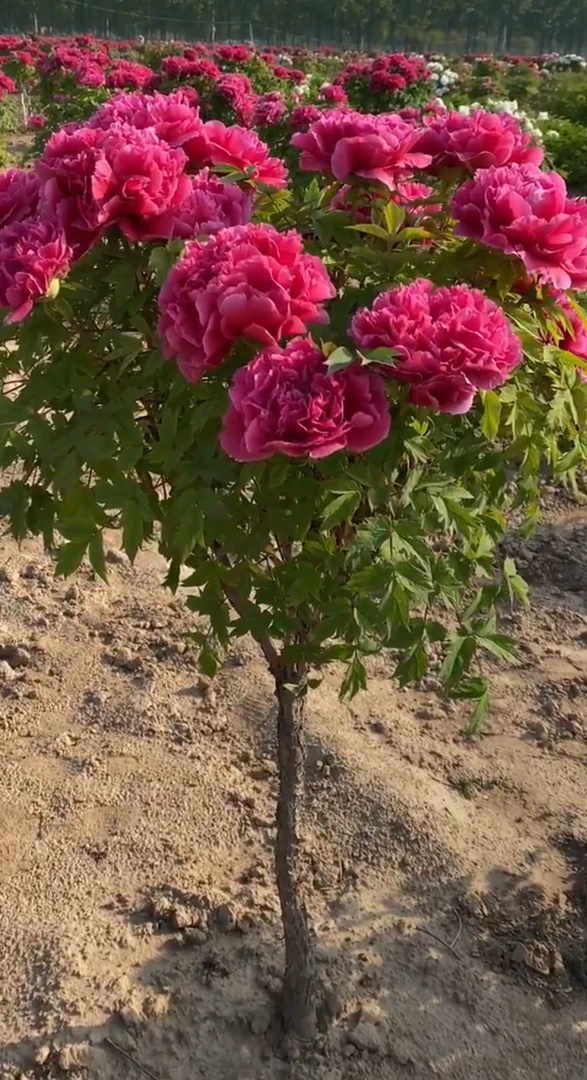 一物一拍牡丹大花