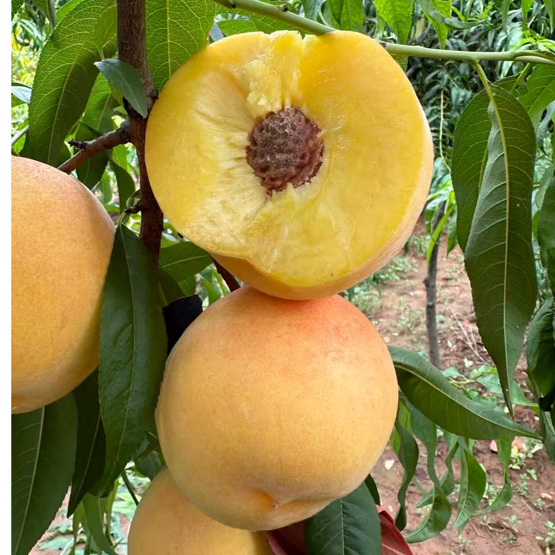 中果桃之源齐鲁黄脆离核黄肉毛桃苗