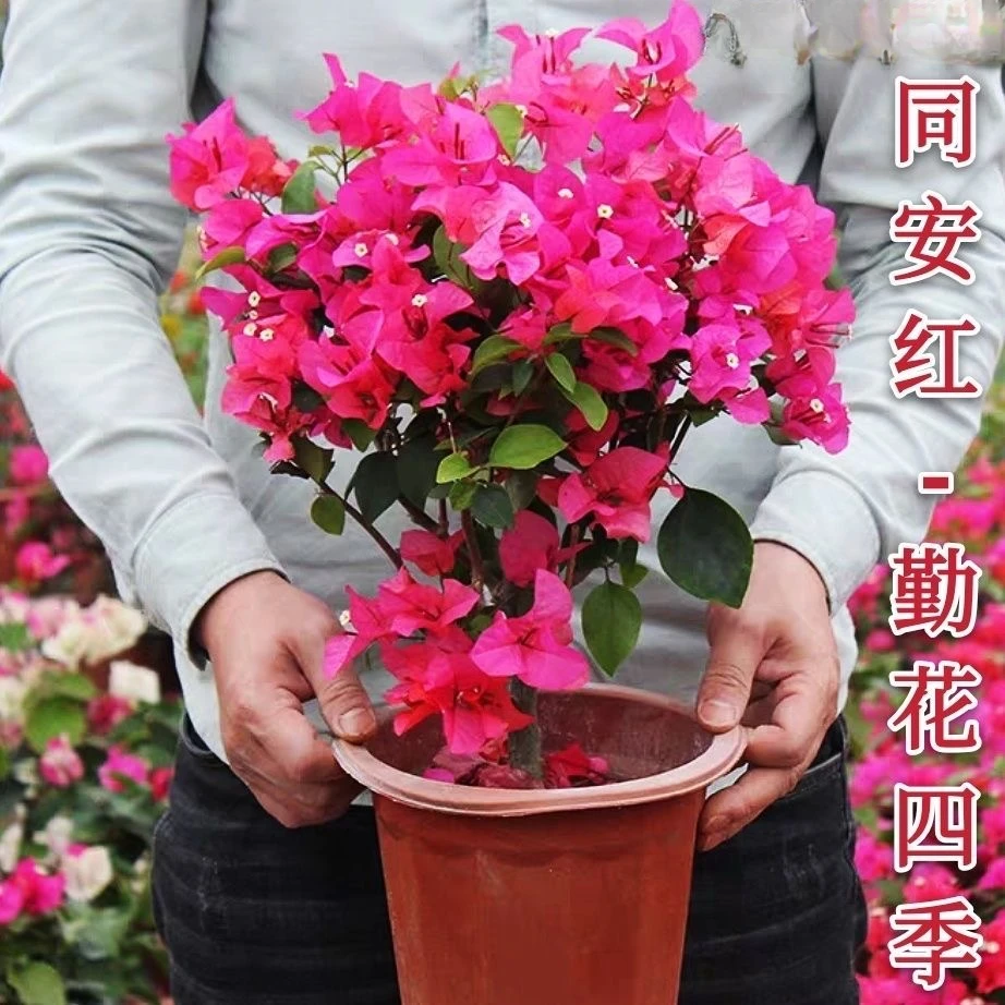 三角梅特价四季开花耐热室外庭院多色花卉绿植爬藤植物