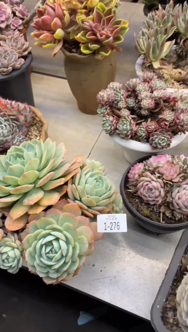 【闪购商品】1-276恋曲