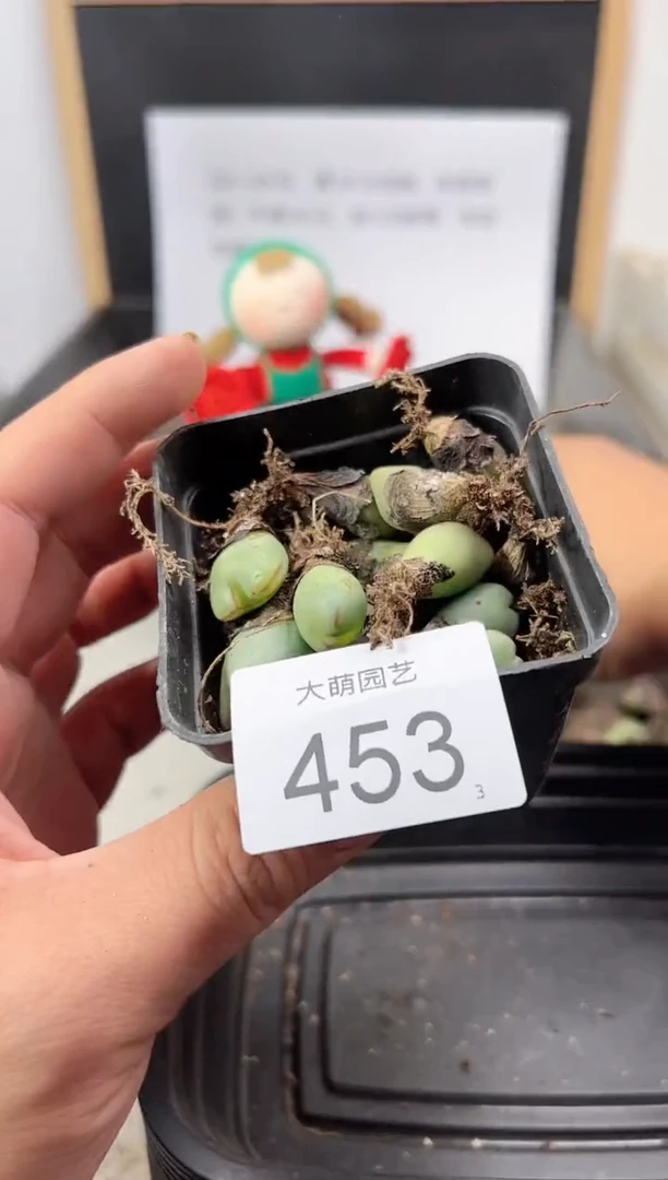 【闪购商品】++++453