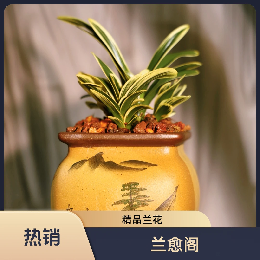 金元宝 稀有名贵兰花 小春兰桌面盆栽 精品兰花
