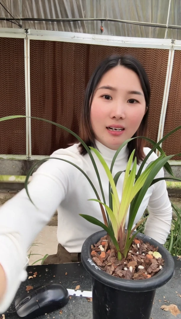 全部花朵小桃红4苗