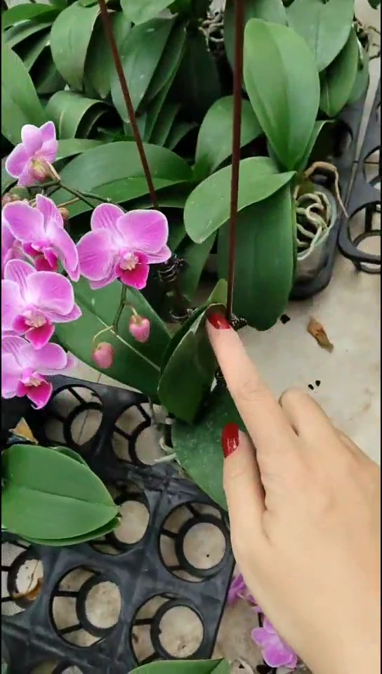 完全开放开品春丽随单闪购