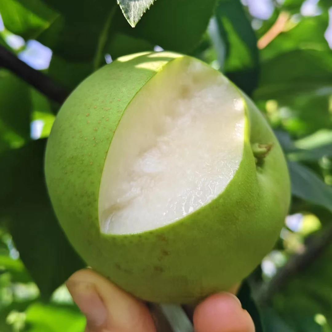 【苏翠梨】湖北头茬新鲜现摘当季水果脆甜