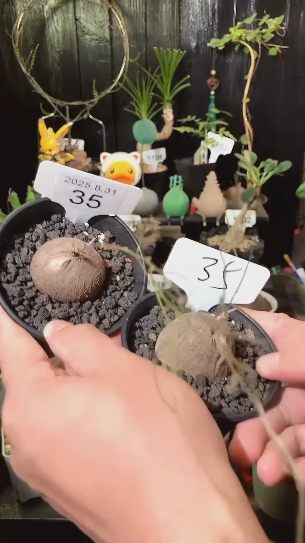 35号831福利南非龟甲龙买1个送1个