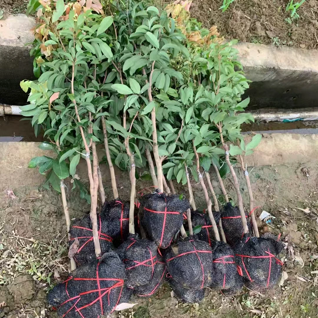 一物一拍各种品种（直播间专用）