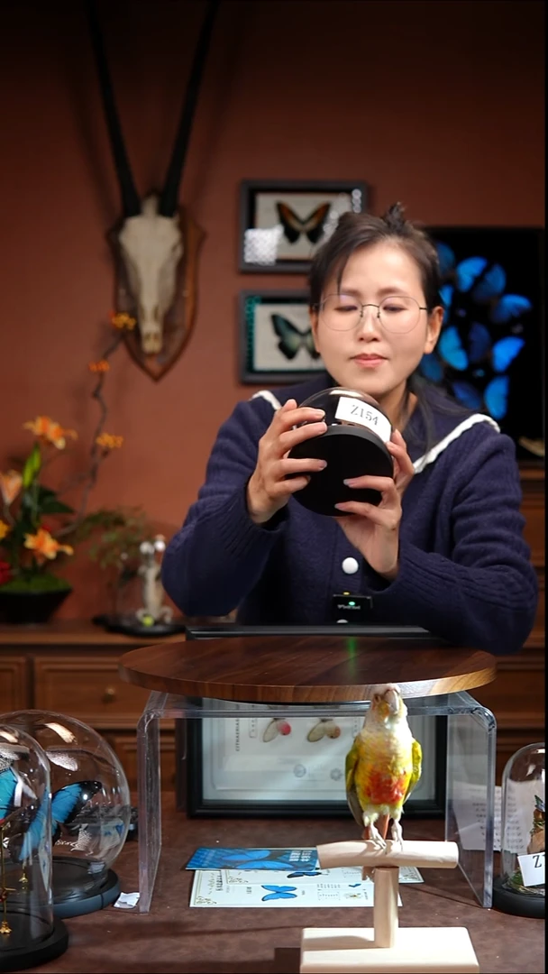 z154     昆虫展翅玻璃罩款