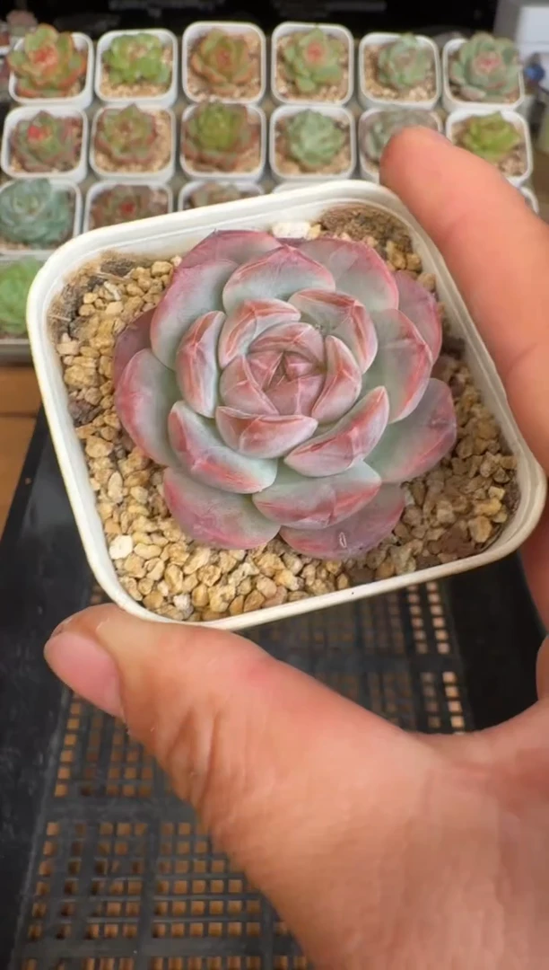 162d盆土发(6.5cm杯）一物一拍 珍妮多肉