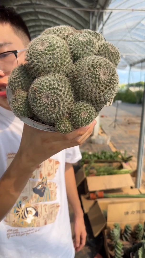 11-15cm 玉翁 群生【带根】