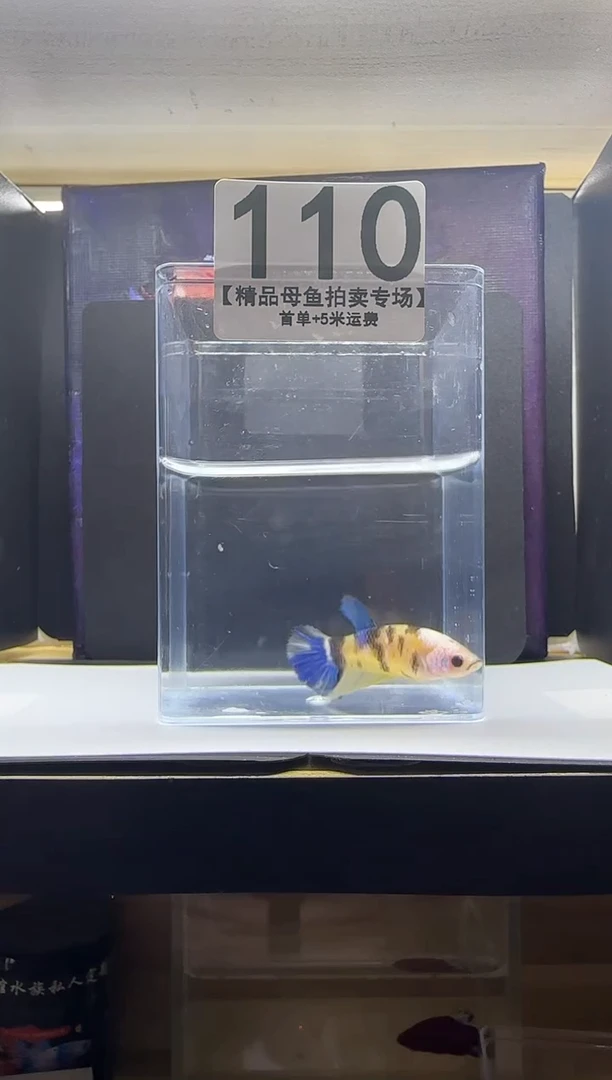 斗鱼精品母鱼编号110