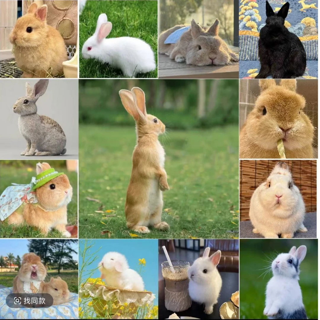 通用宠物活体链接