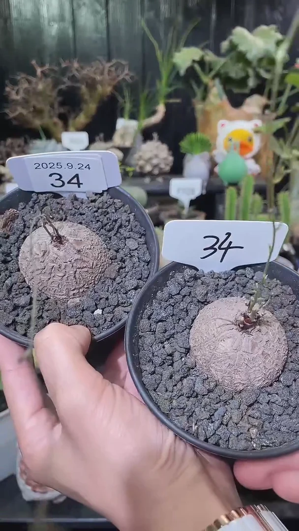 34号924福利南非龟甲龙买1个送1个