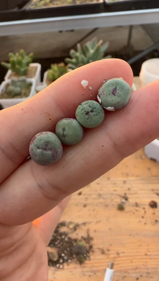 【闪购商品】9-441