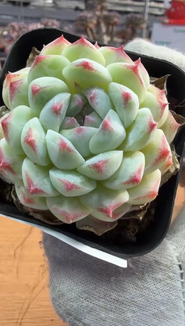 东云多肉园三店-166