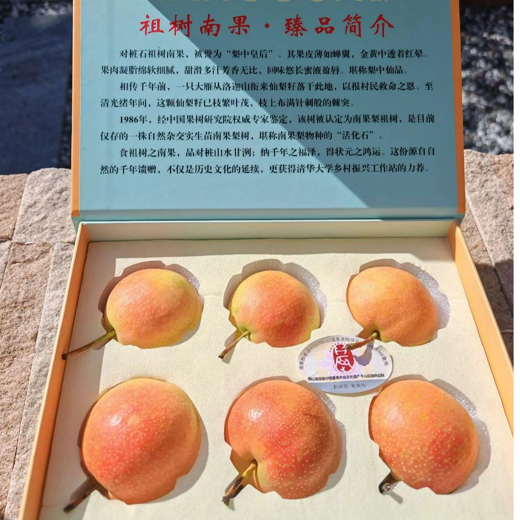 对桩石祖树南果限量祖树果礼盒6颗祖树上的南果梨千年味道