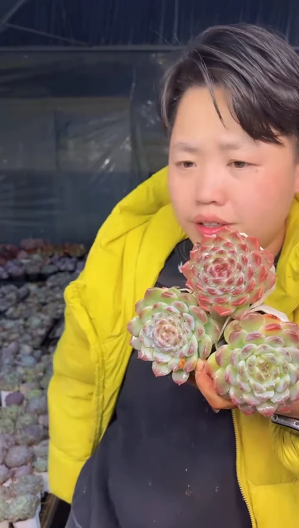 八角盆冰魄3颗带盆土3.99