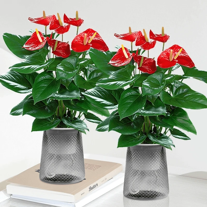 红掌盆栽带花小大叶大花卉驱蚊植物室内又名绿植鸿运当头四季开花