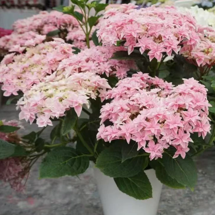 【5加仑】--精品进口绣球花，大花无尽夏绣球