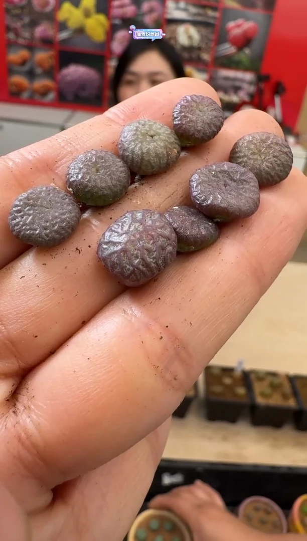 【闪购商品】19-15赤筋一颗