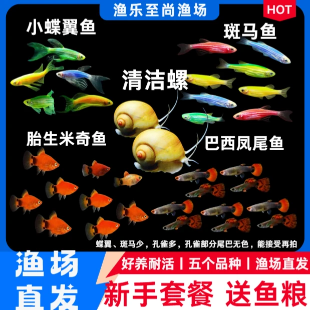 【新手套餐】斑马孔雀米奇蝶翼混养热带淡水小型观赏鱼好养清洁螺