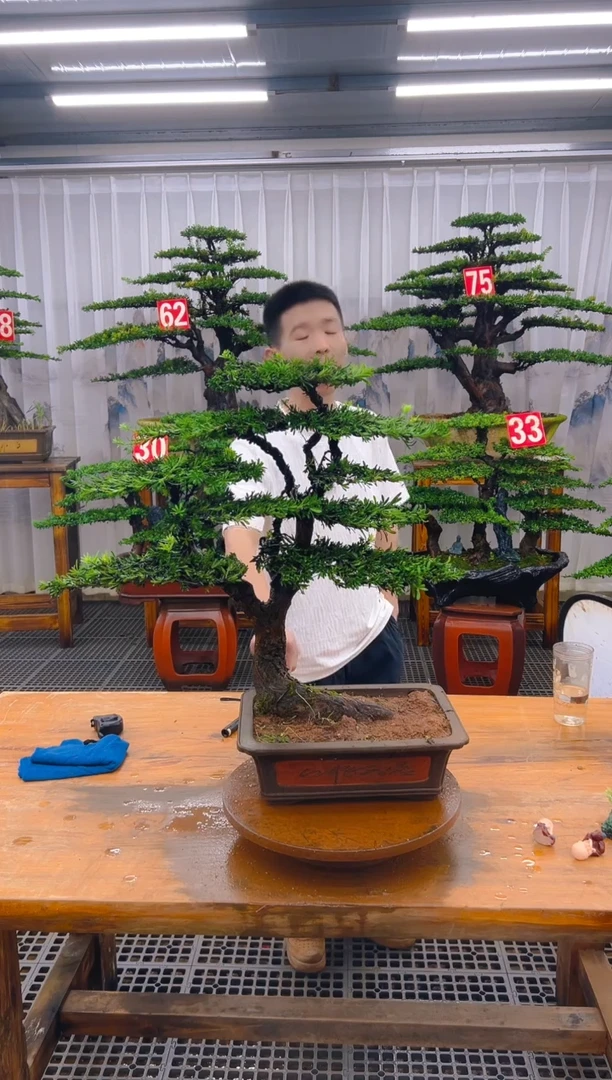 无花朵精品盆景直播间一物一拍