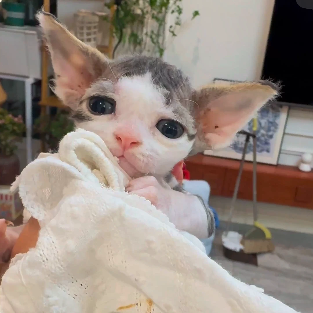 【养德文的365天】德文卷毛猫全款宠物活体猫猫