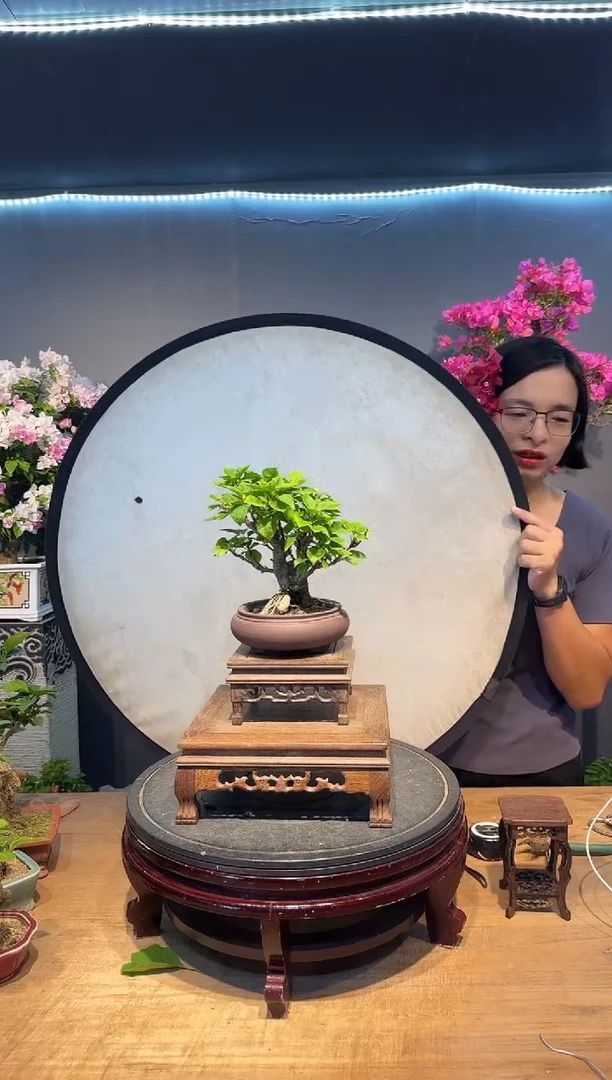 三角梅小桃红三角梅