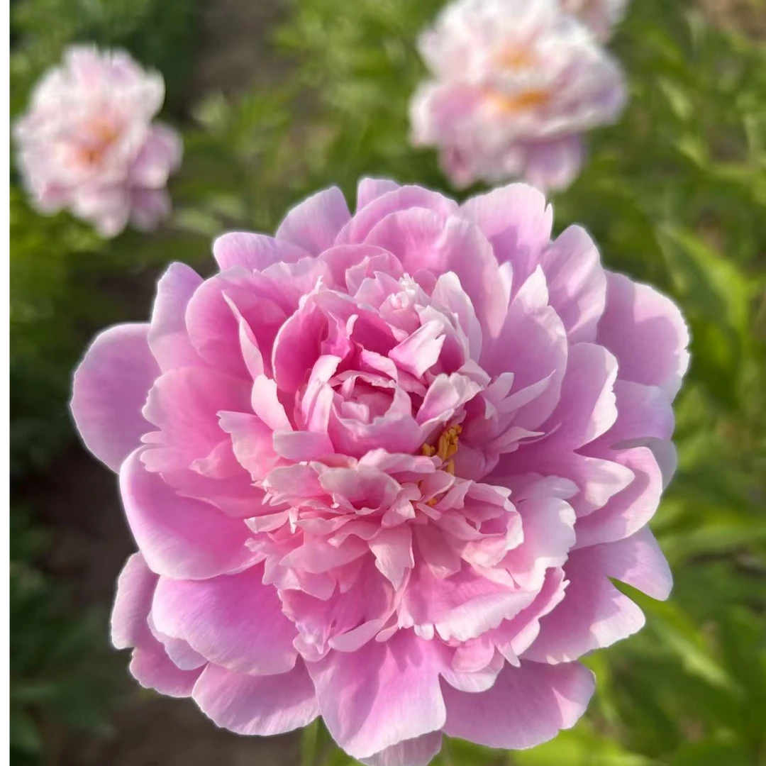 预售【蓝海碧波芍药】粉蓝色重瓣芍药苗先发预售卡秋季裸根发苗