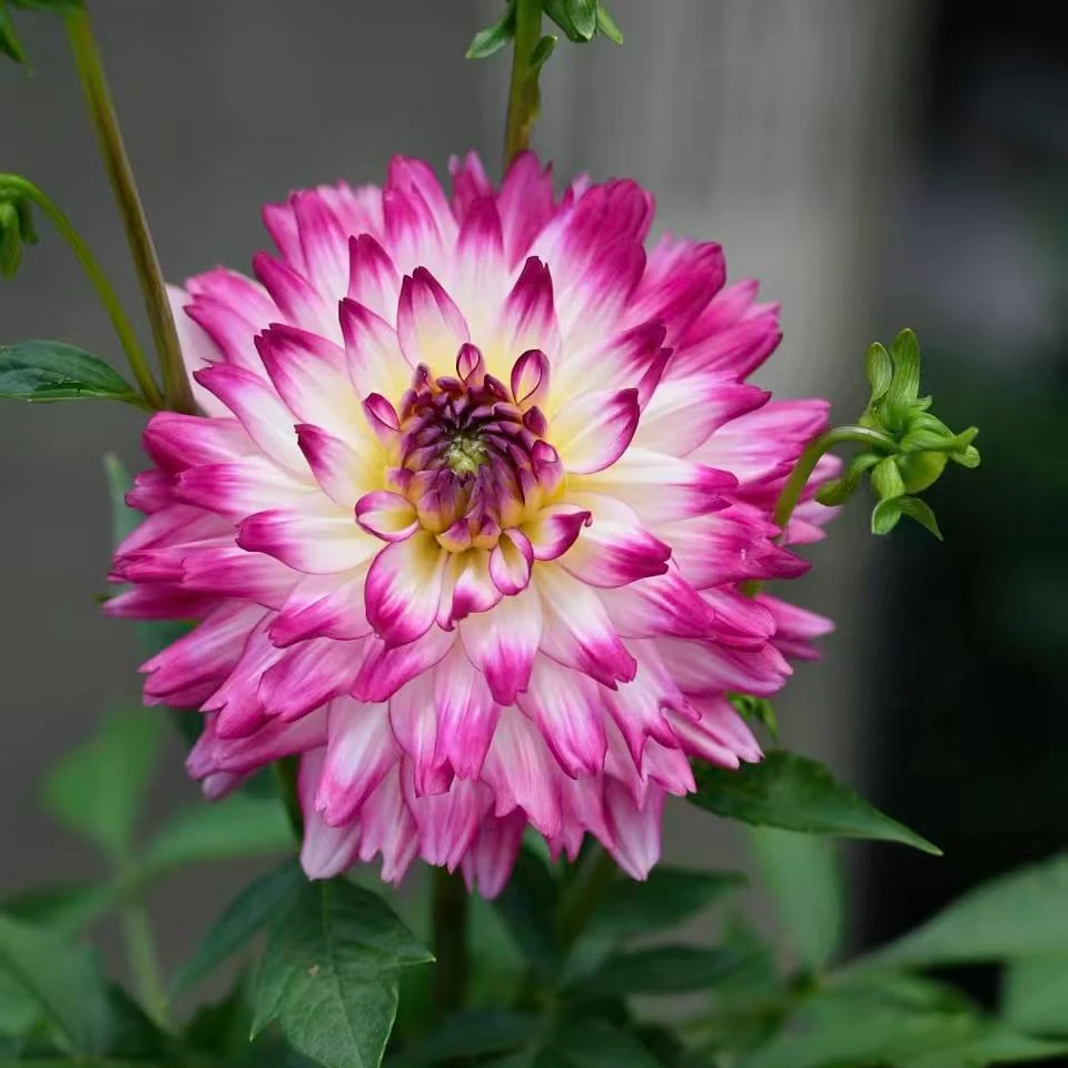 【荷花仙子10cm】大丽花整株种球【地栽·盆栽·包对版·假一罚十】