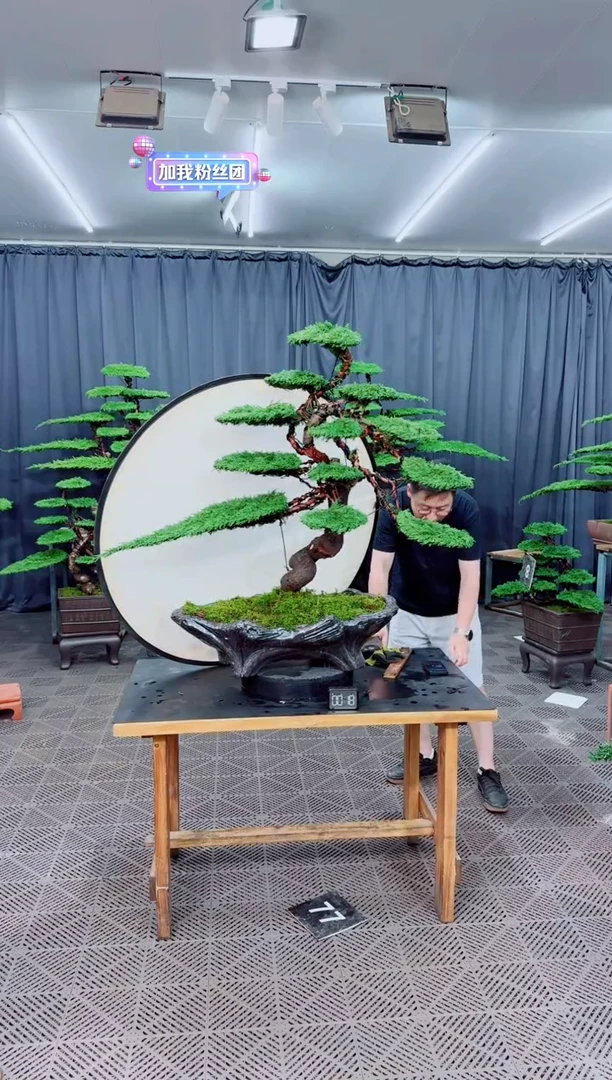 无花朵济州真柏盆景.....