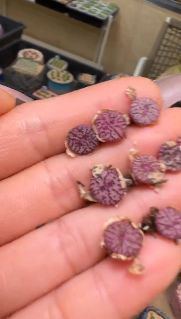 1-62多肉植物肉锥恶魔之眼一颗
