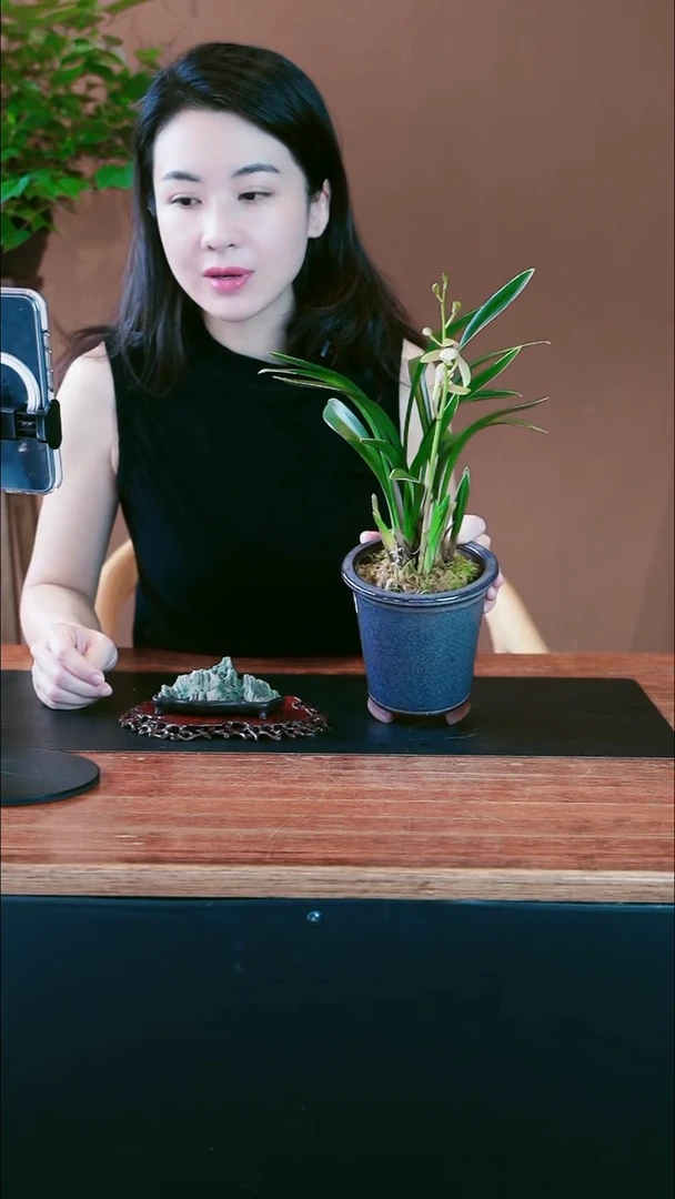 达摩盆景盆景盆景