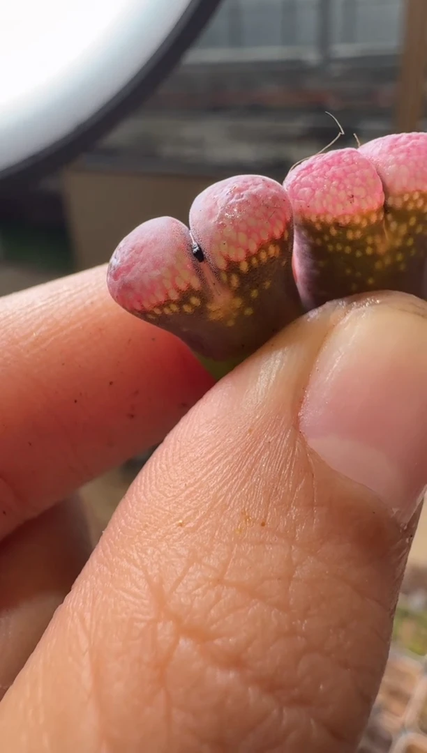 134多肉植物肉锥一颗