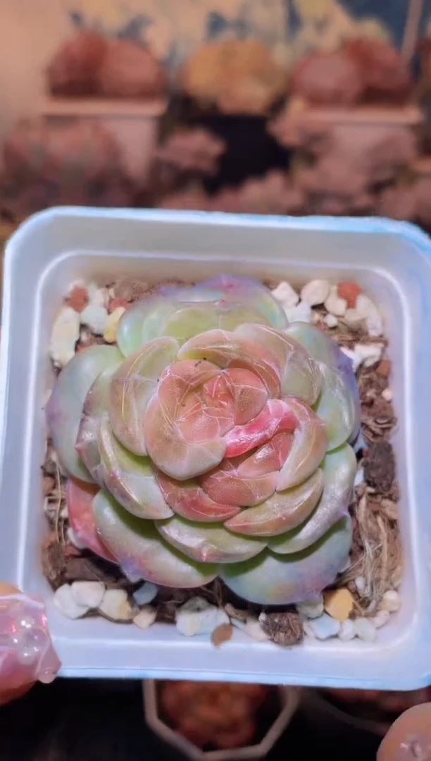 【闪购商品】078苏黎世