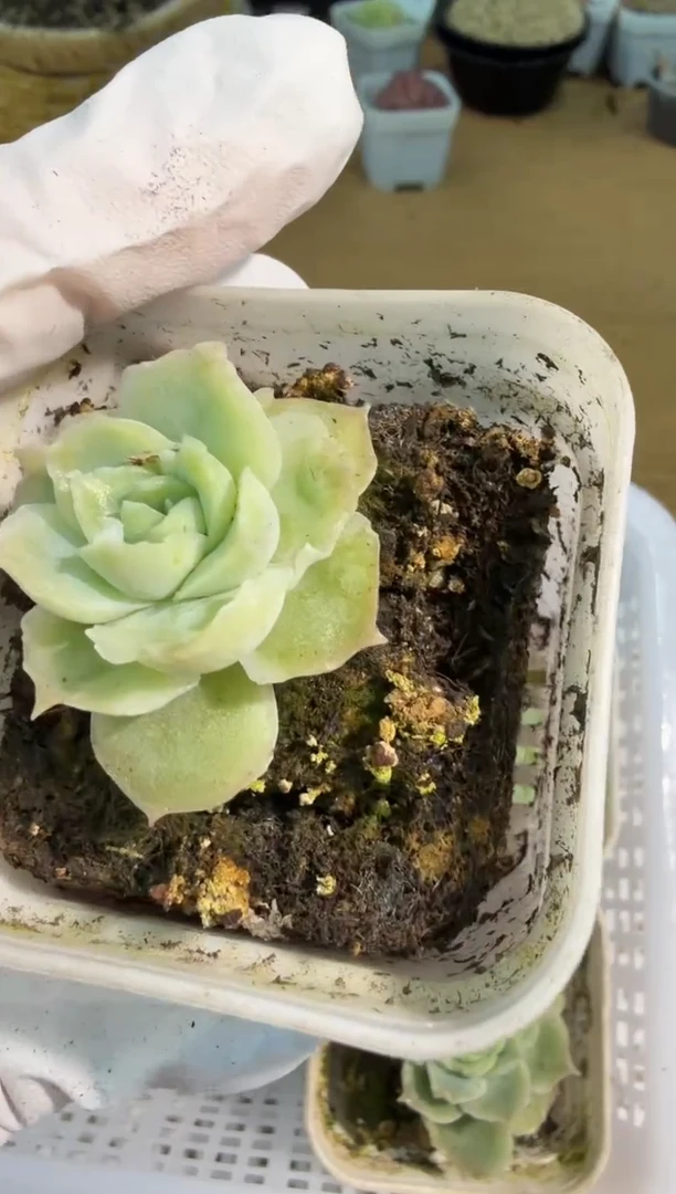 虾饺五方一盆 单双混 量拍混发