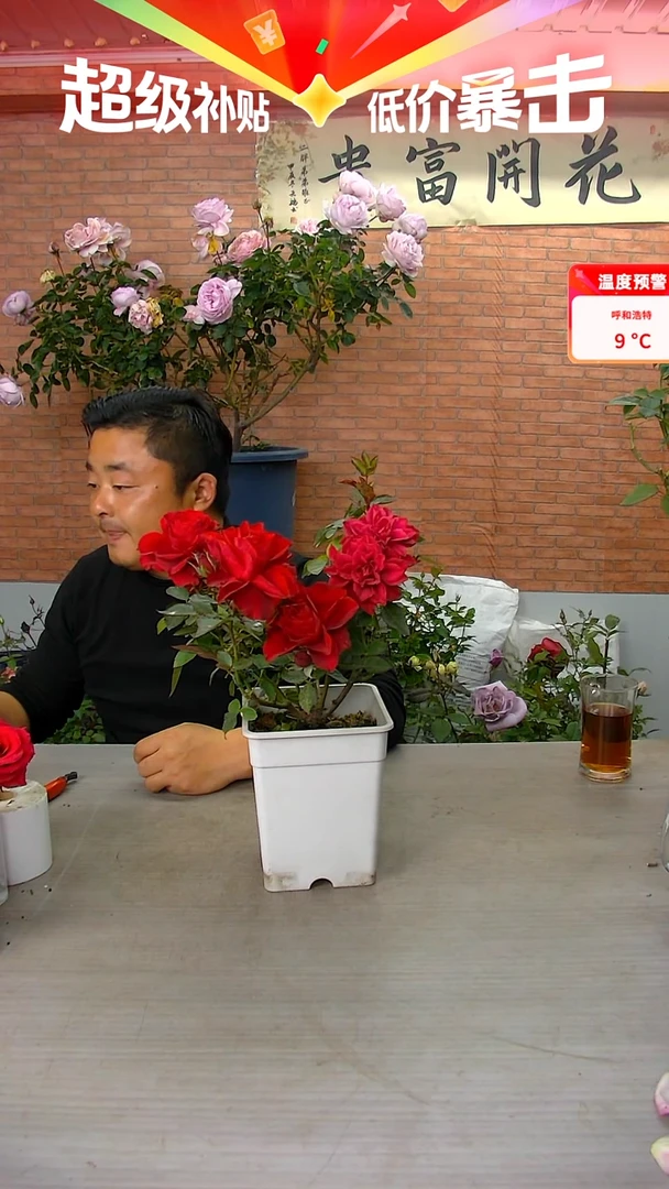 当前无花朵，栽培后可花朵娜塔莉