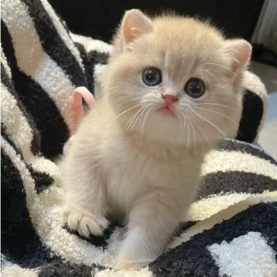 【直播间专享】缅因猫 俄系缅因幼猫 渐层猫 纯种蓝猫布偶猫矮脚猫