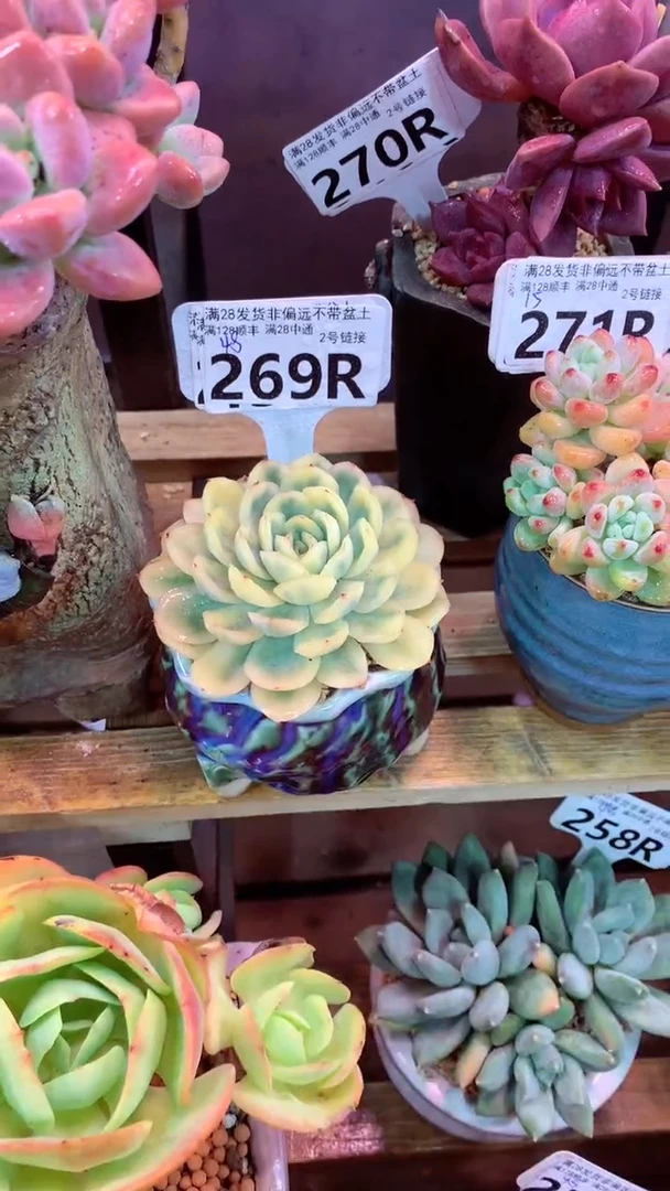 269R（一物一拍实付满28发货，默认不带盆土）