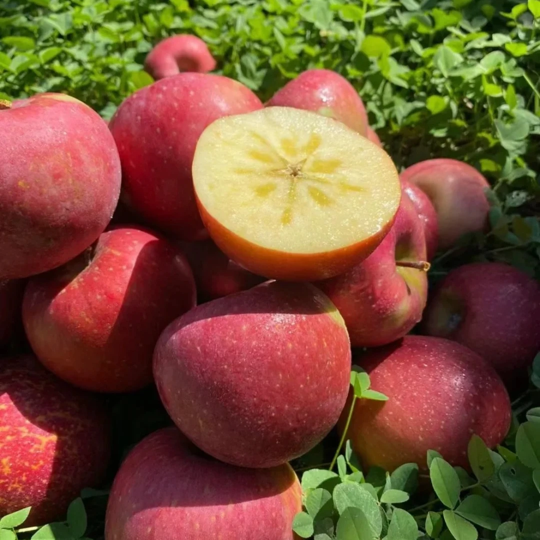 云南昭阳红露苹果约12个装 6.5斤丑苹果