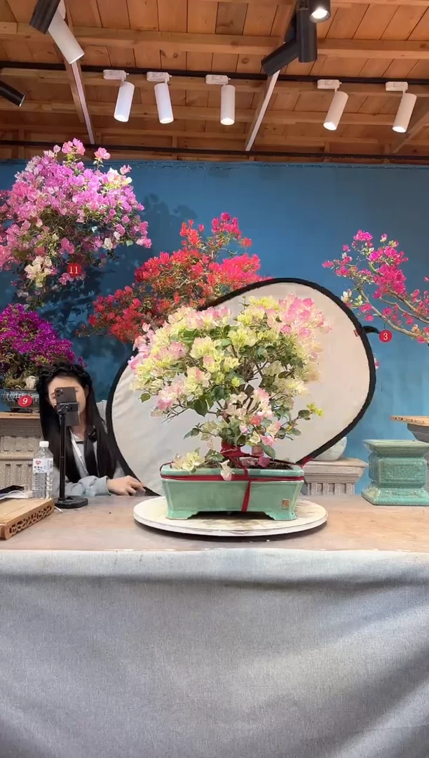 大量花朵（建议范围：8朵-15朵 或40%以上）绿叶樱花 三角梅