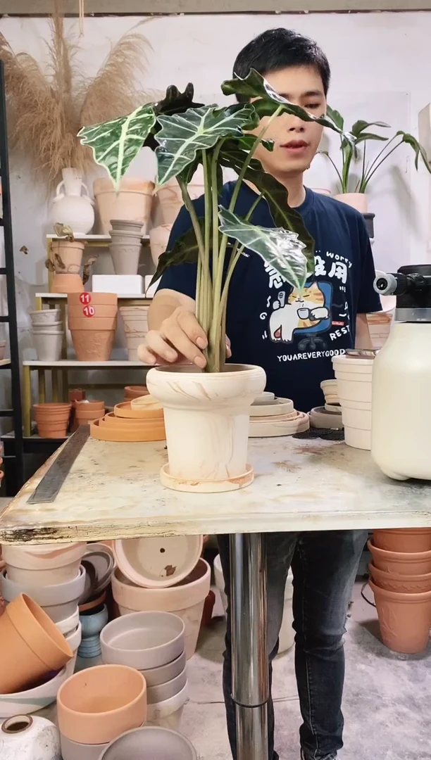 15*14玛奇朵蘑菇 1盆1托