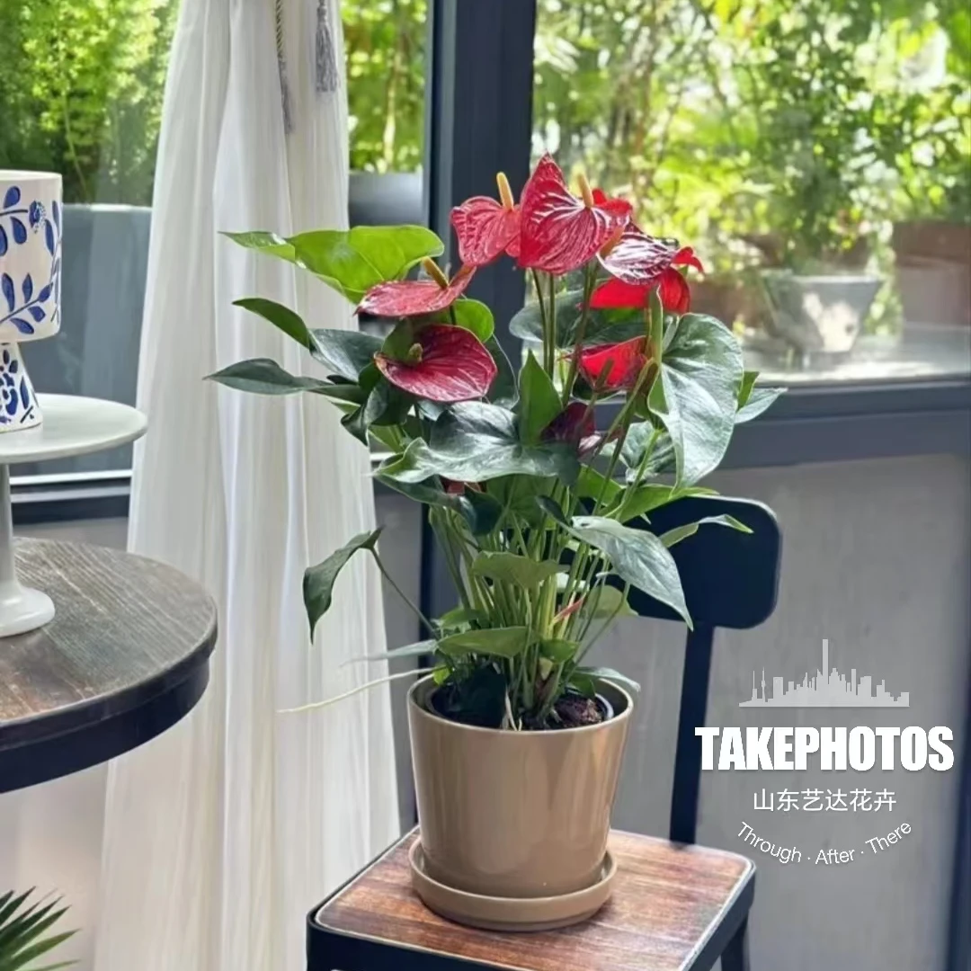 【拍一送一】红掌盆栽进口安祖2年标准苗室内好养送礼优选培育盆